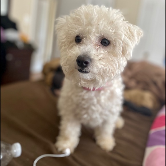 Meet your Posher, Jasmine - Picture 3 of 5